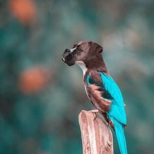 Meet your Posher, Mickey